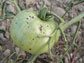 a tomato in the BTI experimental field