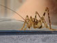 a spider cricket in a transparent enclosure