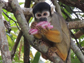 the black-headed squirrel monkey