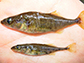 two male sticklebacks of the same age