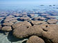 stromatolite in Shark Bay