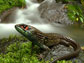 a new species of stream-living lizard discovered