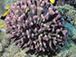 coral Stylophora