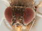 a fruit fly called Drosophila subobscura