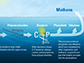 long chains of sugar molecules created by photosynthetic bacteria