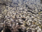 large numbers of dead sunfish and largemouth bass