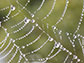 News thumbnail of partial spider web