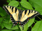 Appalachian tiger swallowtail butterfly