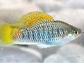 swordtail fish