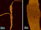 microscopy images of artificial ion channels