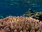 tabletop coral