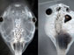 two different tadpole skulls