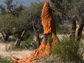 termite mound