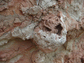 a 25 million-year-old termite nest