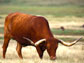 Texas Longhorn cattle bull grazing