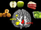 a brain and food