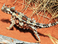 a Thorny Devil in the reptile house at Alice Springs Desert Park