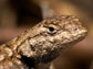 photo of a Western fence lizard