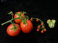 domestic tomato fruit (left)