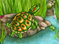 new species of fossil turtle, Trachemys haugrudi