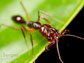 a trap jaw ant