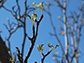 a tree with buds