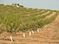 an orchard of young trees