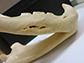 the jawbone of the Mfuwe man-eater