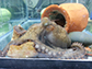 the California two-spot octopus