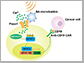 ultrasound-induced cell activation and gene expression