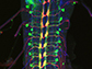 the ventral nerve cord of a fruit fly