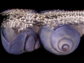 two female bubble-rafting violet snails