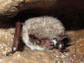 an eastern water bat