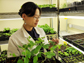 Wenbo Ma examines soybean plants