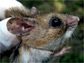 a white-footed mouse