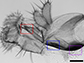 mouthparts in wild type flies