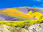 Carrizo Plain National Monument wildflower bloom