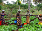 women farmers in Tanzania