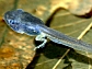 a wood frog tadpole