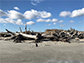 emergence of woody vegetation on the interior of Virginia's barrier islands