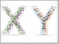 X and Y chromosomes