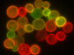 yeast cells labeled with colorful fluorescent markers