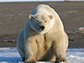 a young polar bear sitting on the shore in southern Beaufort Sea, Alaska