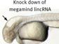 embryonic brain development in zebrafish