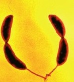 two bacteria connected at the tip of their stalks