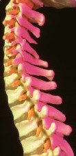 artist illustration of spinal cord
