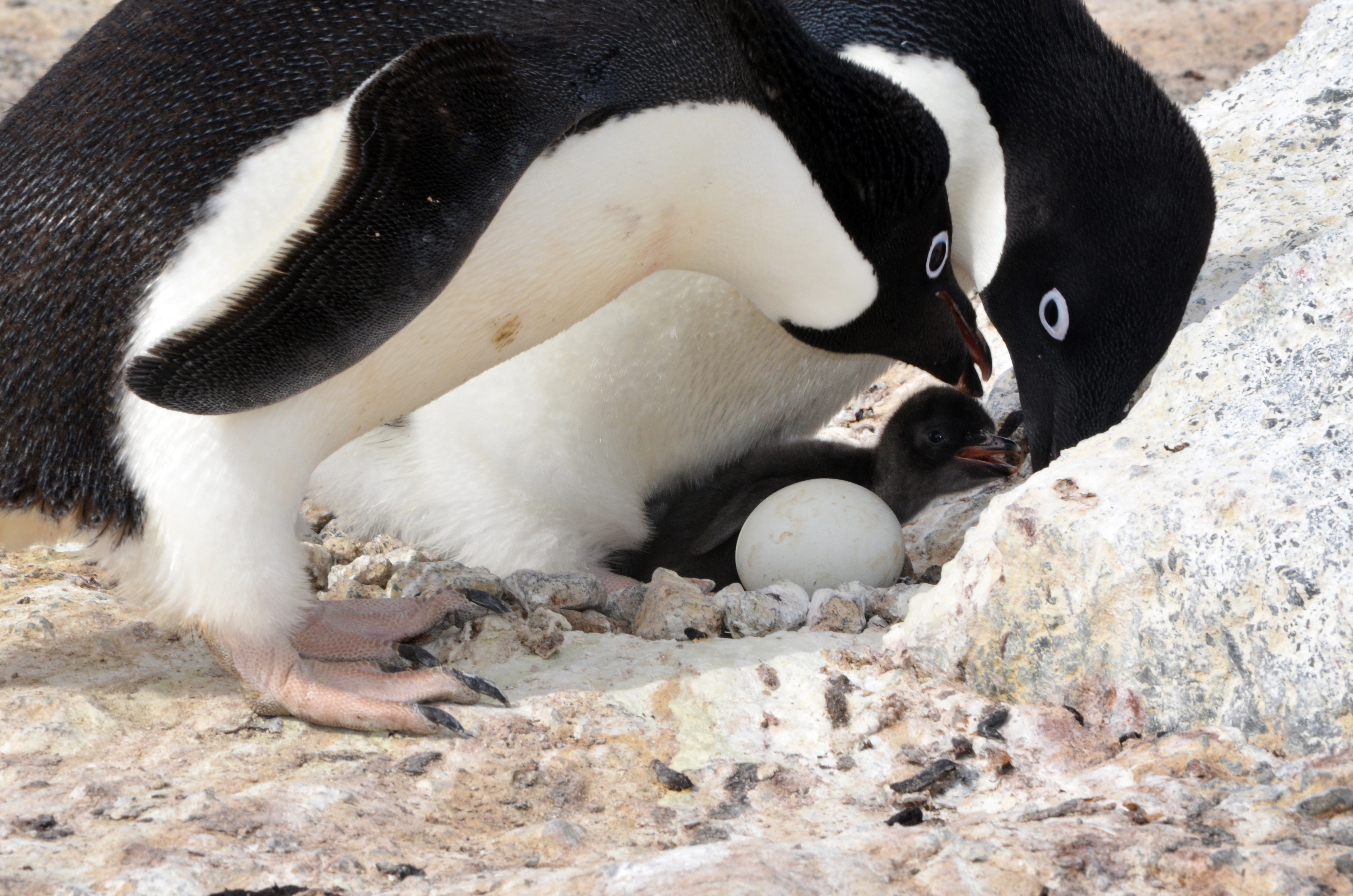 Adelie penguin and its baby