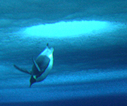 Emperor penguin dives through a hole into the water