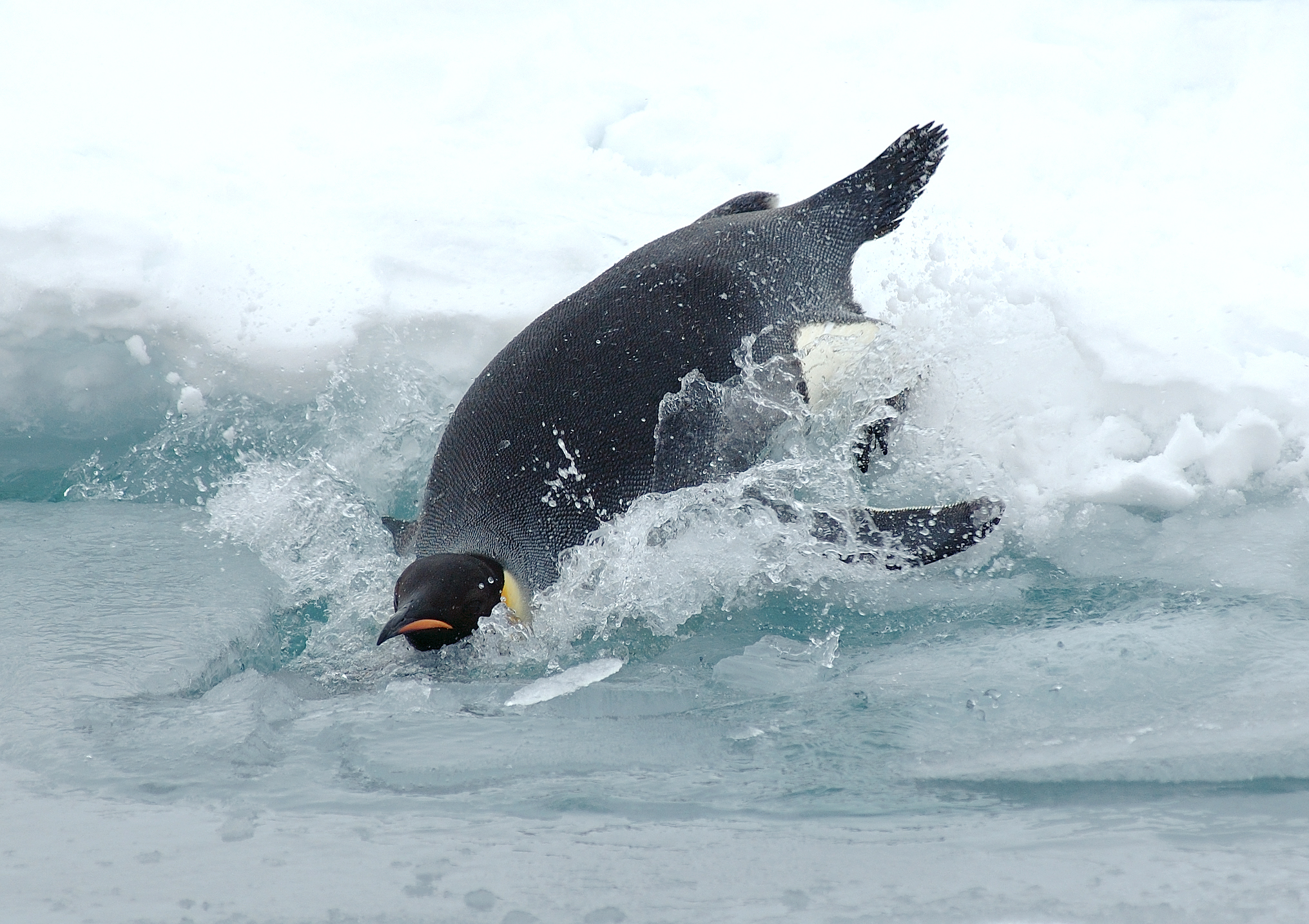 Emperor Penguin getting into water