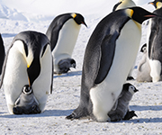 Emperor Penguins with their babies